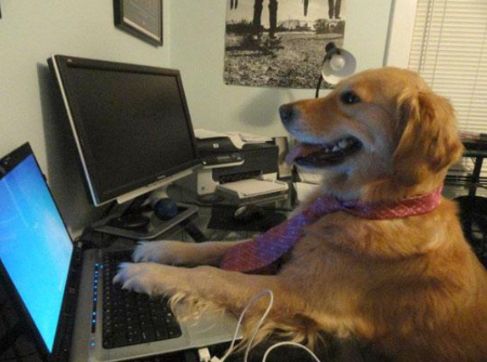 A dog on computer who has no idea what it is doing